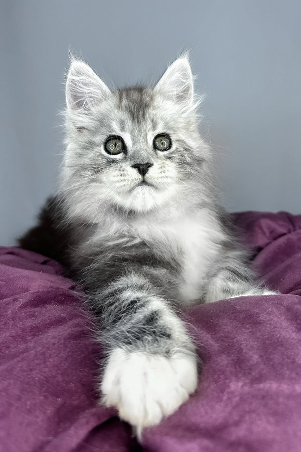 Finn | Maine Coon Kitten