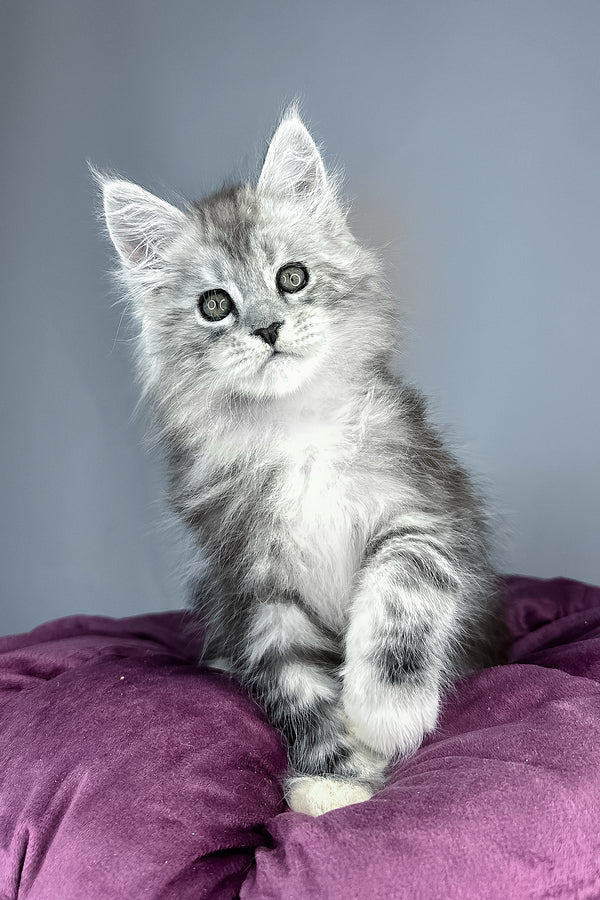 Finn | Maine Coon Kitten