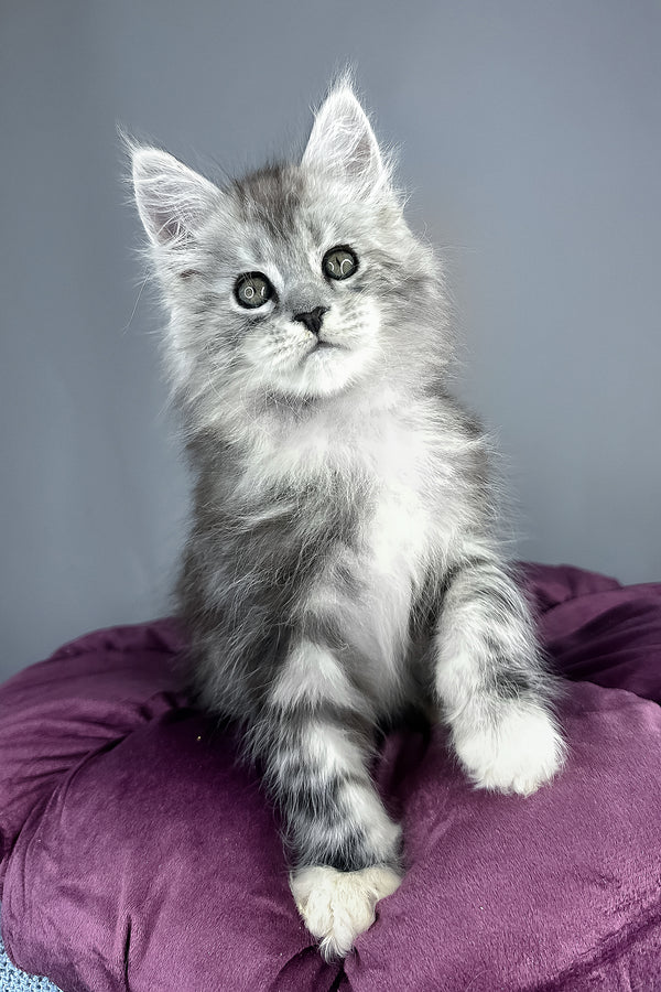 Finn | Maine Coon Kitten