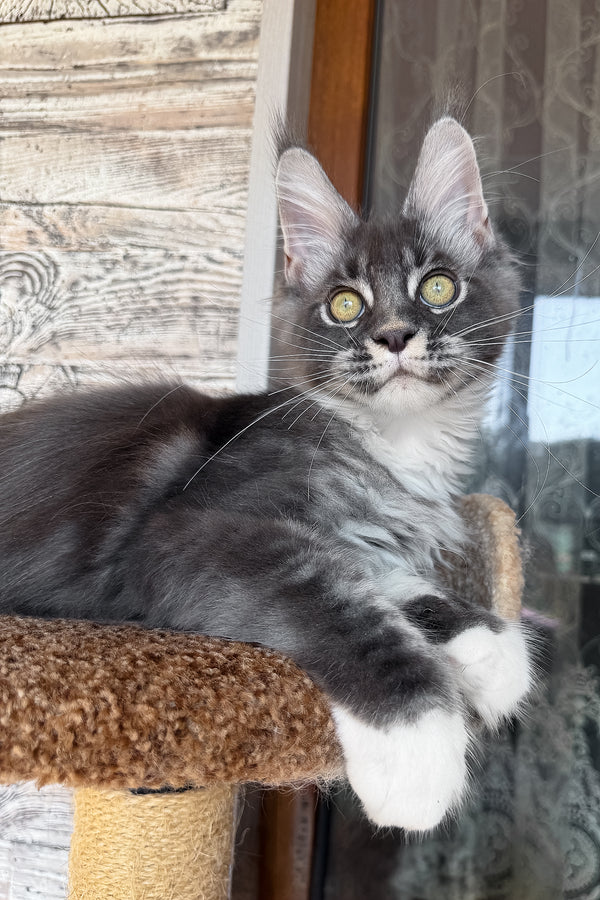 Finn | Maine Coon Kitten