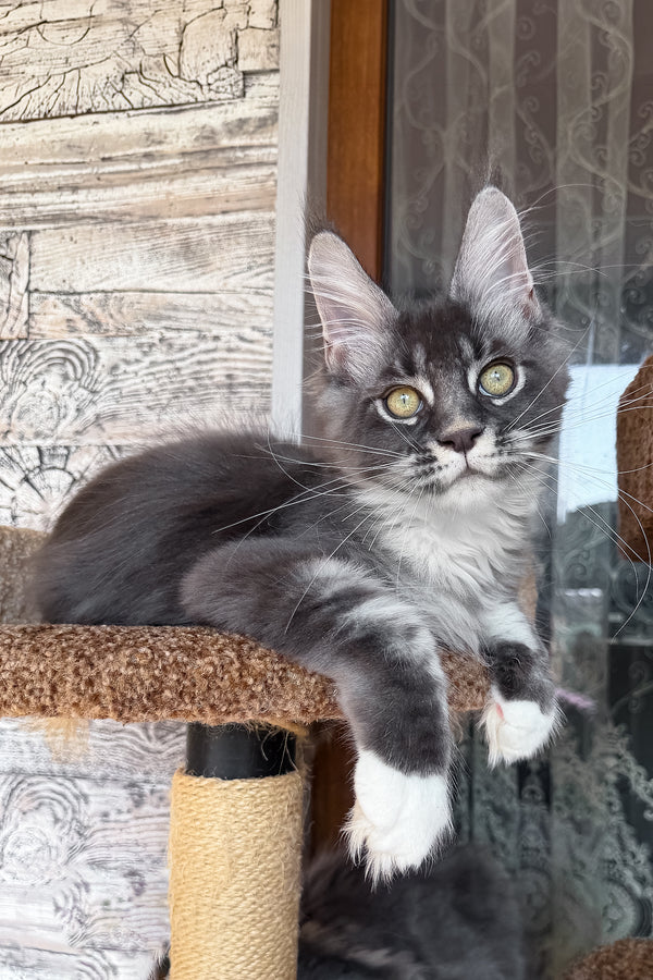 Finn | Maine Coon Kitten