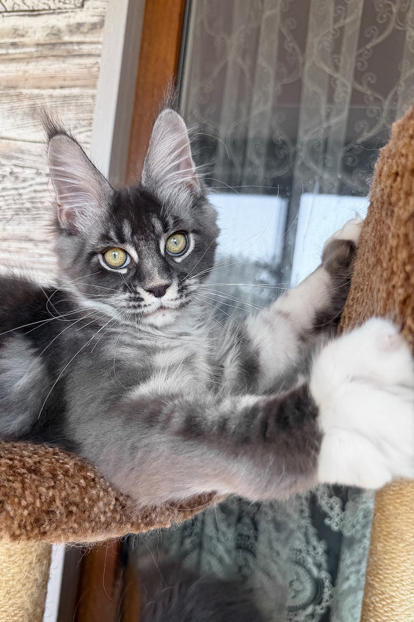 Finn | Maine Coon Kitten