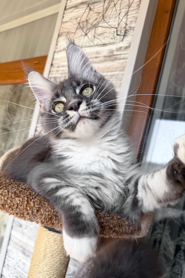Finn | Maine Coon Kitten