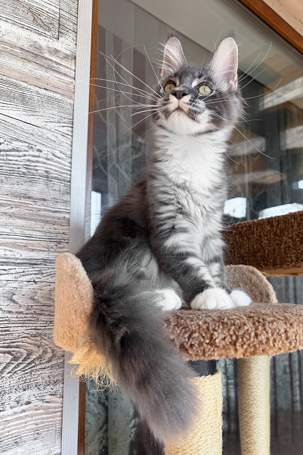 Finn | Maine Coon Kitten