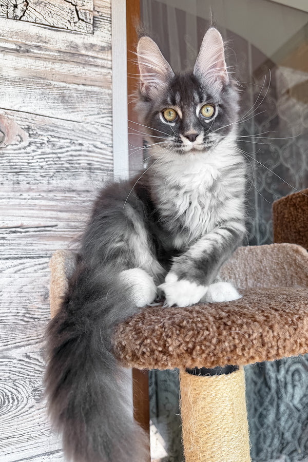 Finn | Maine Coon Kitten