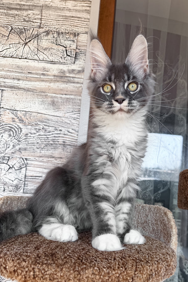Finn | Maine Coon Kitten