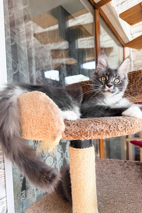 Finn | Maine Coon Kitten