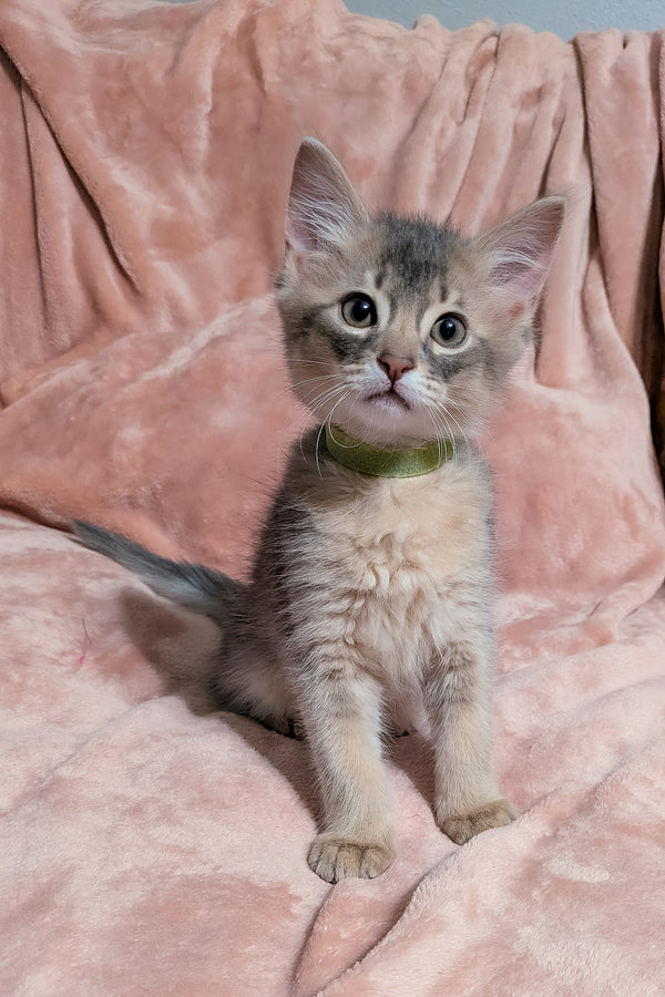 Finnick | Somali Kitten