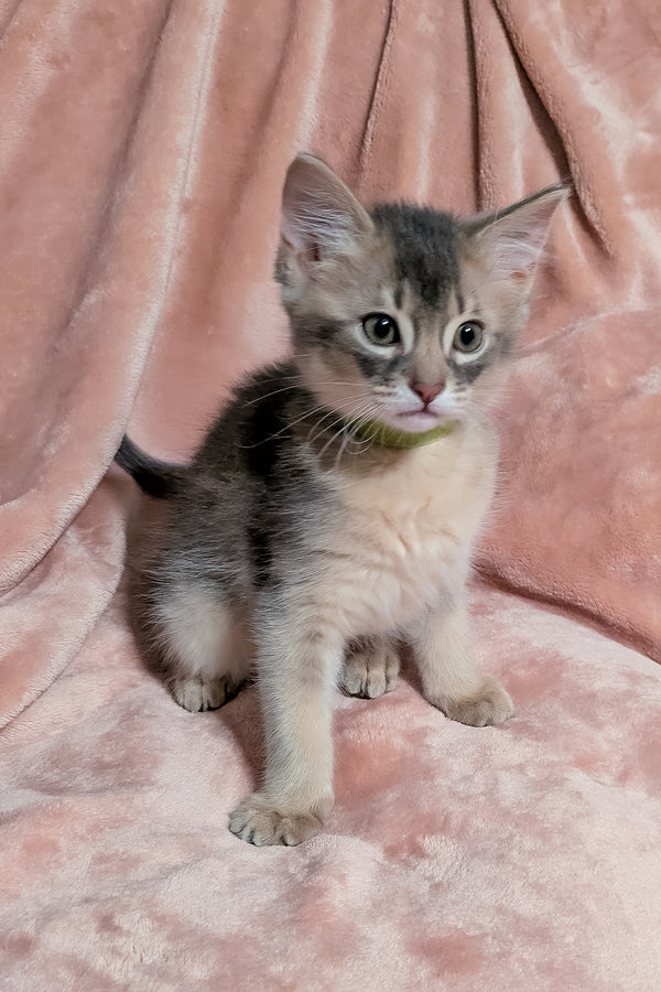 Finnick | Somali Kitten