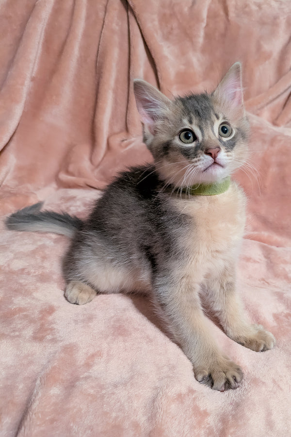 Finnick | Somali Kitten