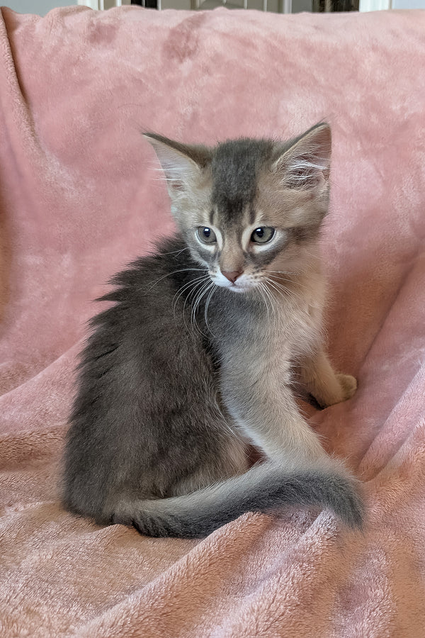 Finnick | Somali Kitten