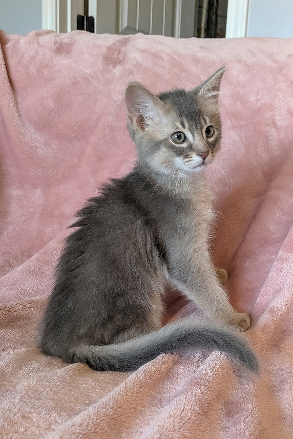 Finnick | Somali Kitten