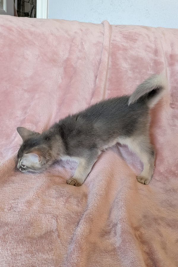 Finnick | Somali Kitten