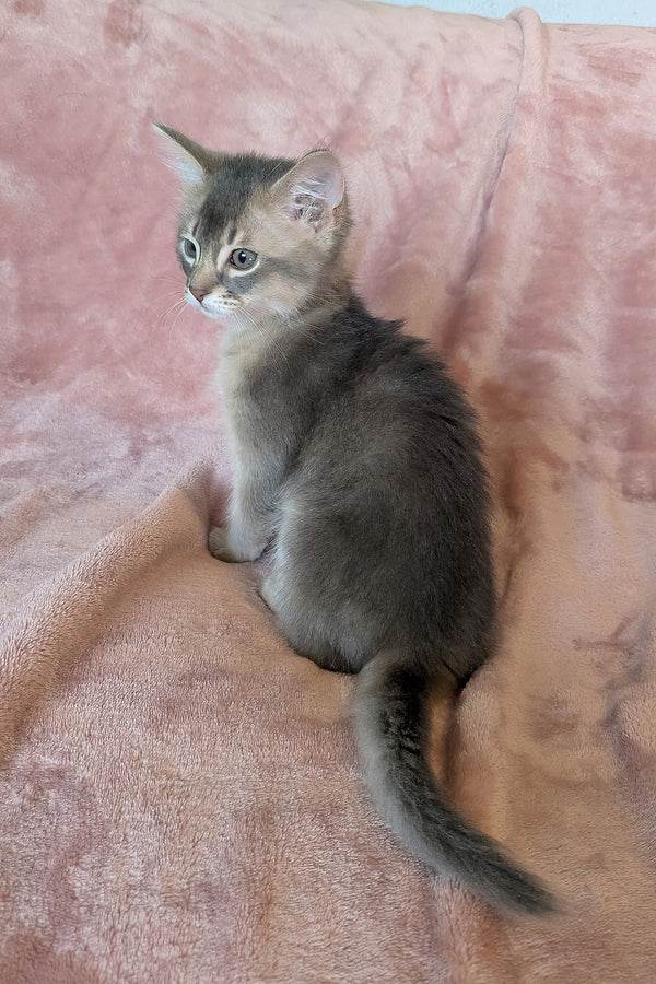 Finnick | Somali Kitten