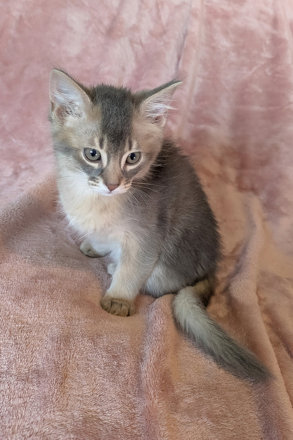 Finnick | Somali Kitten