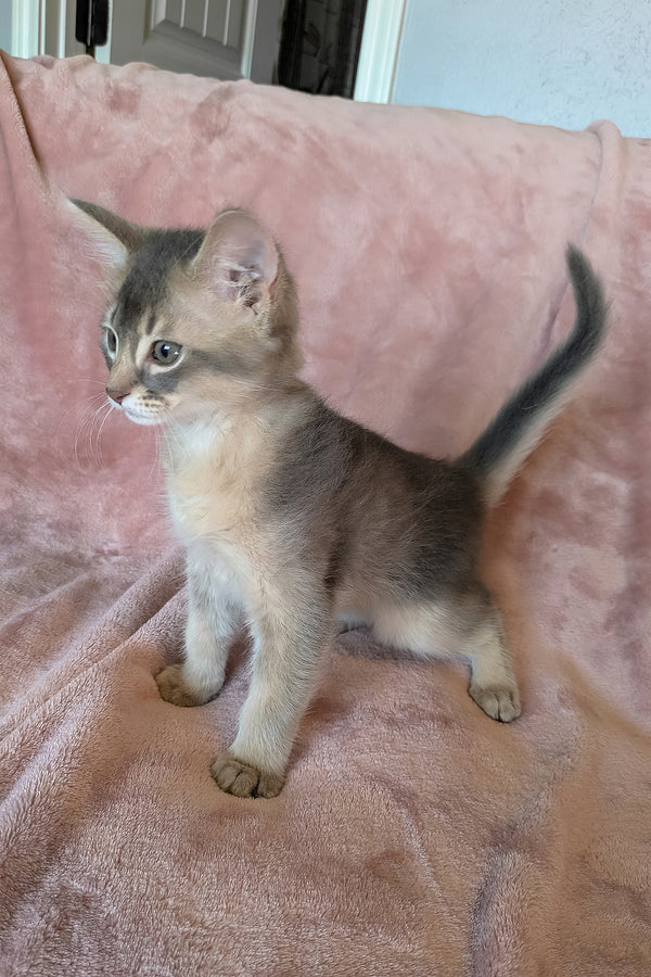 Finnick | Somali Kitten
