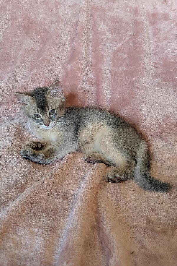 Finnick | Somali Kitten