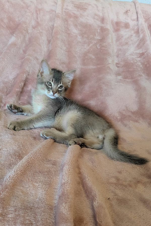 Finnick | Somali Kitten