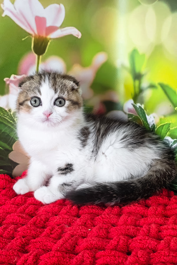 Fiony | Scottish Fold Kitten