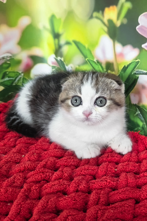 Fiony | Scottish Fold Kitten