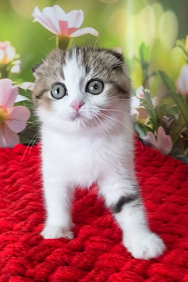 Fiony | Scottish Fold Kitten