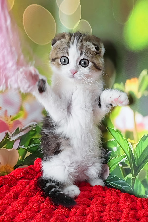 Fiony | Scottish Fold Kitten