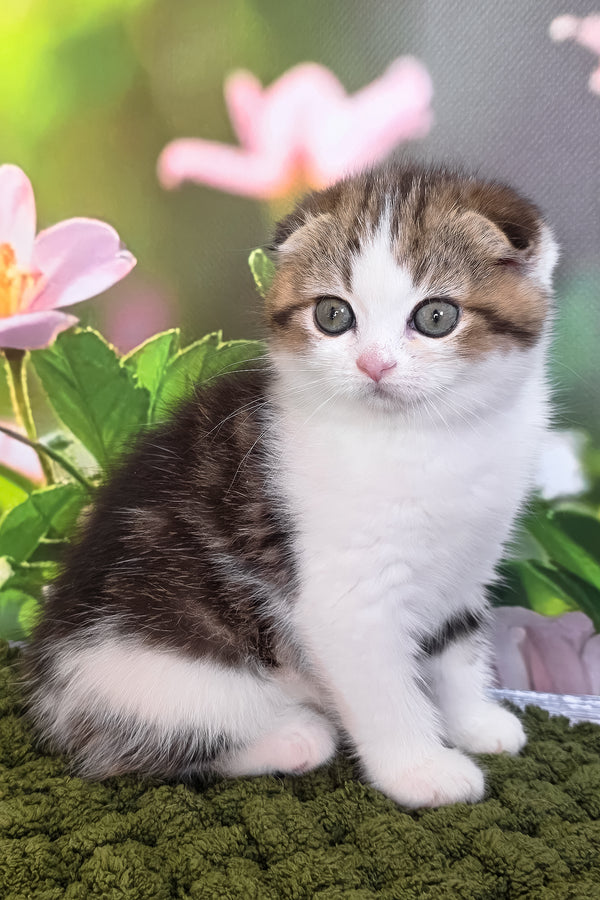 Fiony | Scottish Fold Kitten