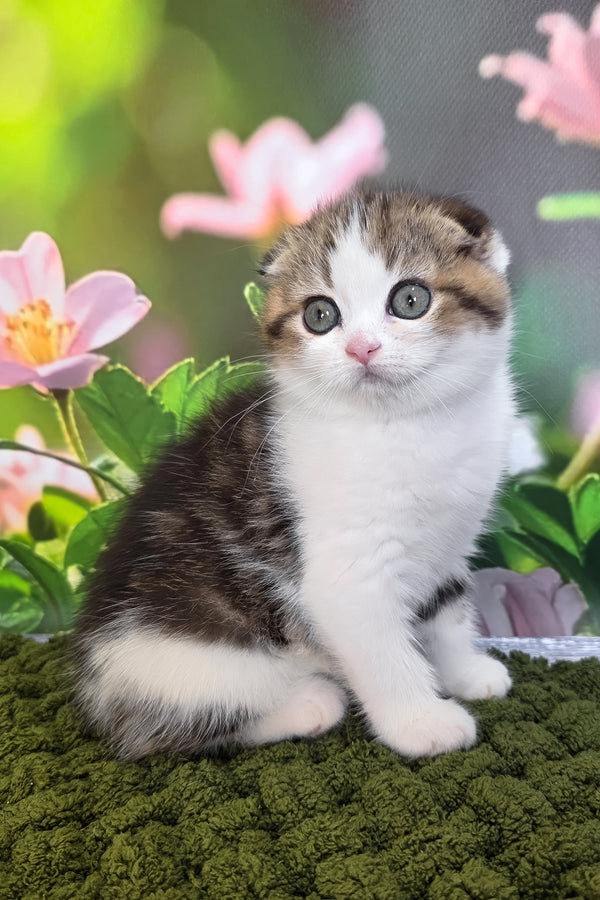 Fiony | Scottish Fold Kitten
