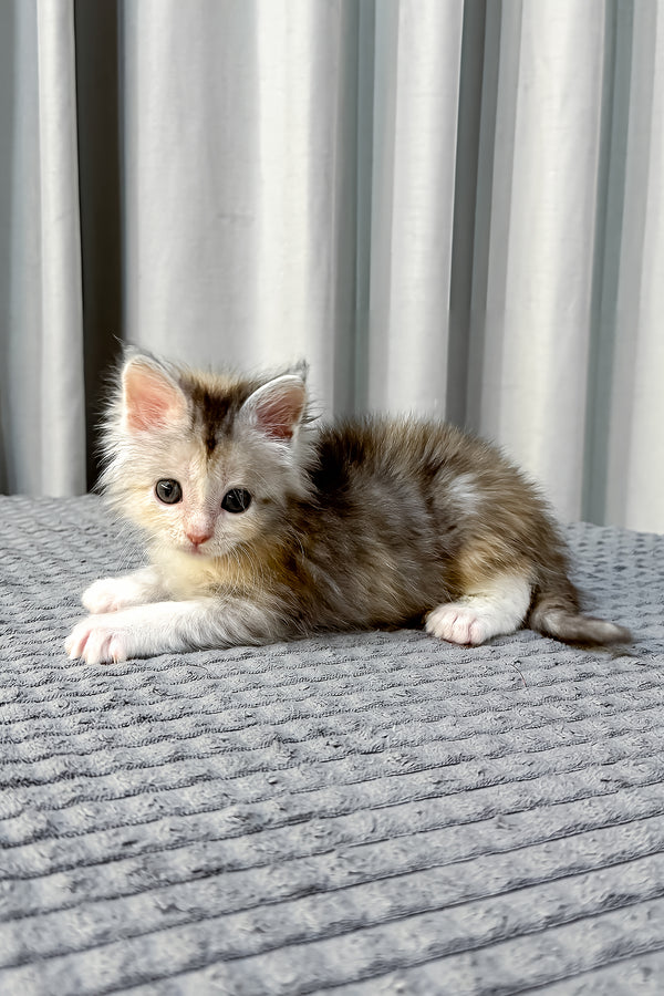 Fiona | Polydactyl Maine Coon Kitten