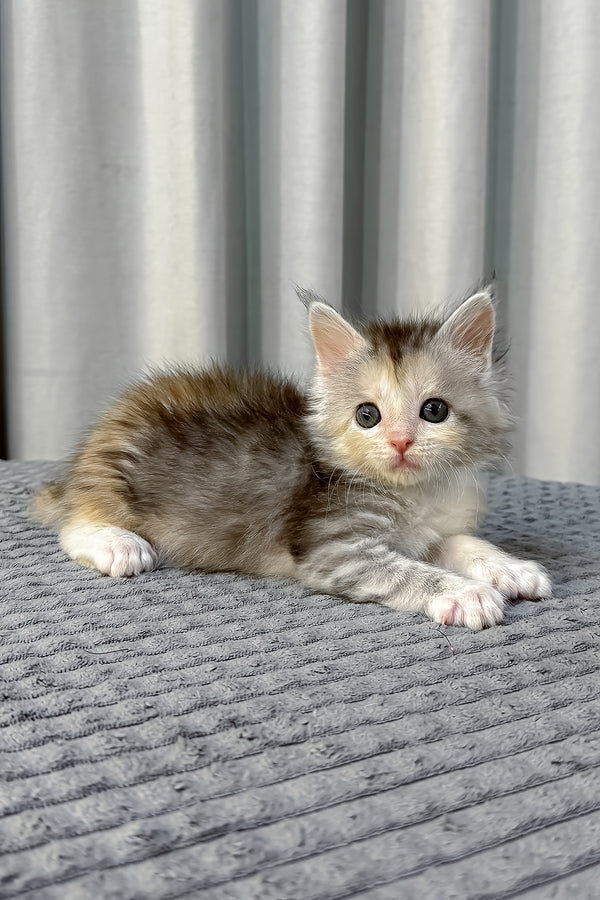Fiona | Polydactyl Maine Coon Kitten