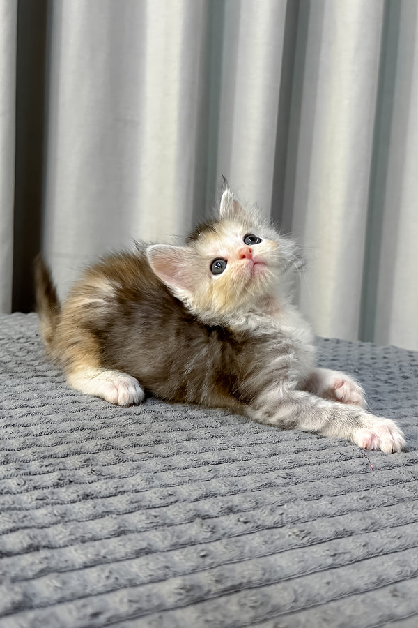 Fiona | Polydactyl Maine Coon Kitten