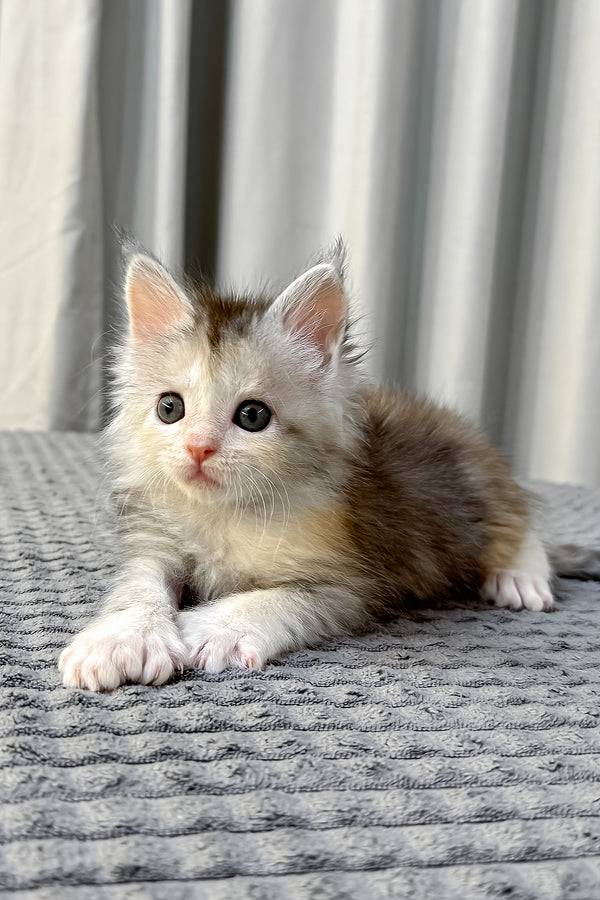 Fiona | Polydactyl Maine Coon Kitten