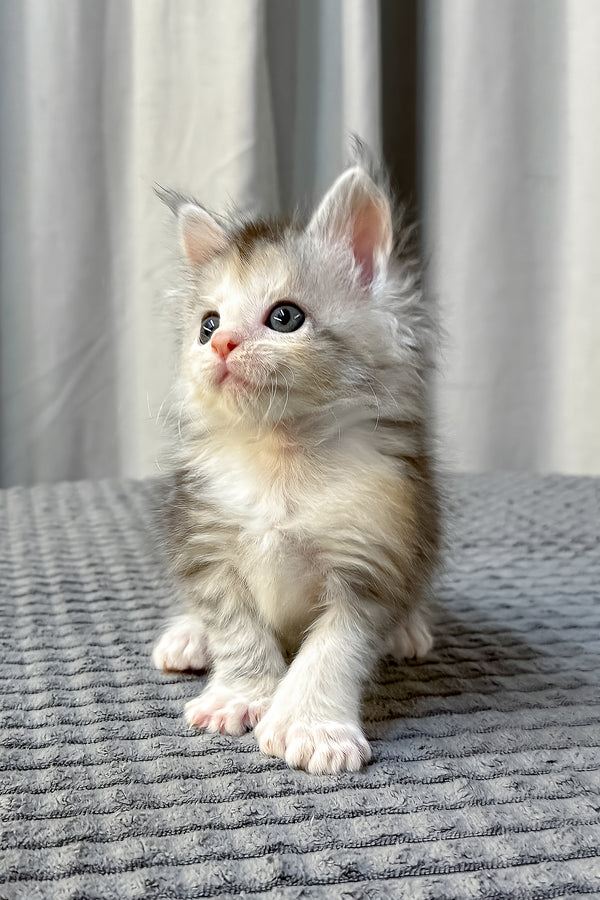 Fiona | Polydactyl Maine Coon Kitten
