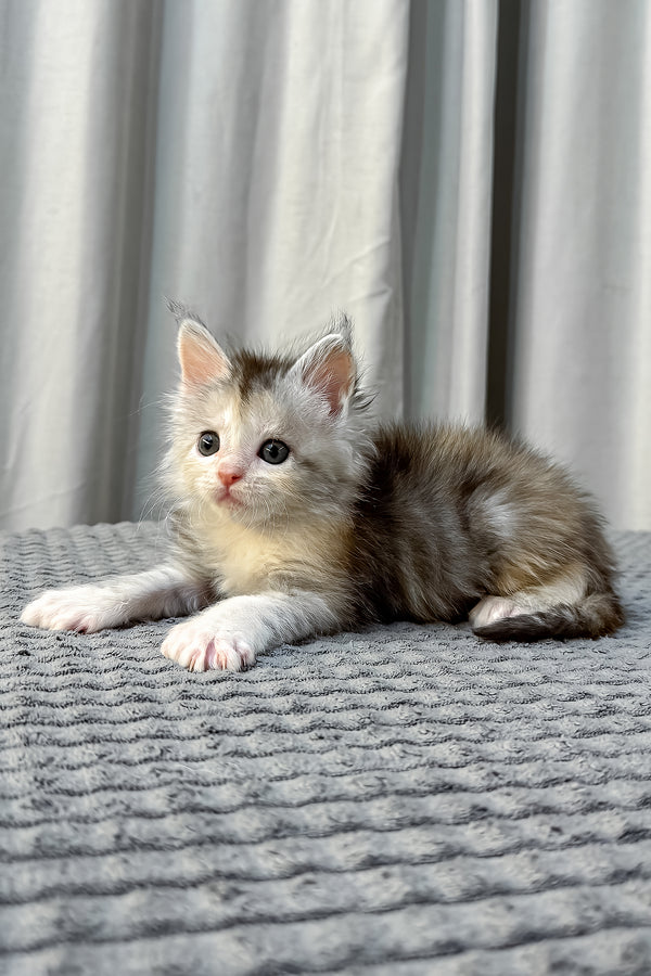 Fiona | Polydactyl Maine Coon Kitten