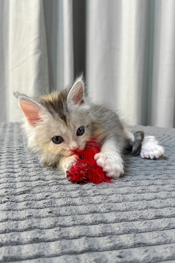 Fiona | Polydactyl Maine Coon Kitten