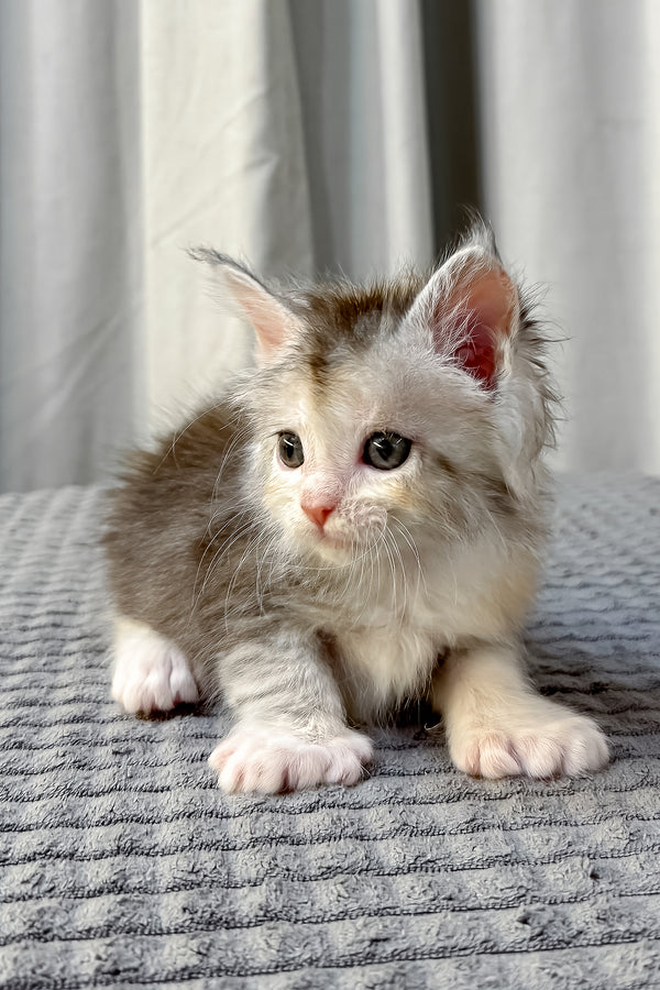 Fiona | Polydactyl Maine Coon Kitten