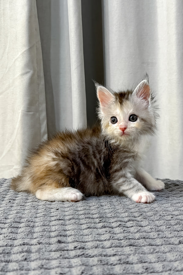 Fiona | Polydactyl Maine Coon Kitten