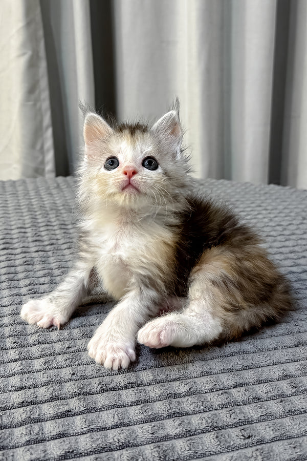 Fiona | Polydactyl Maine Coon Kitten