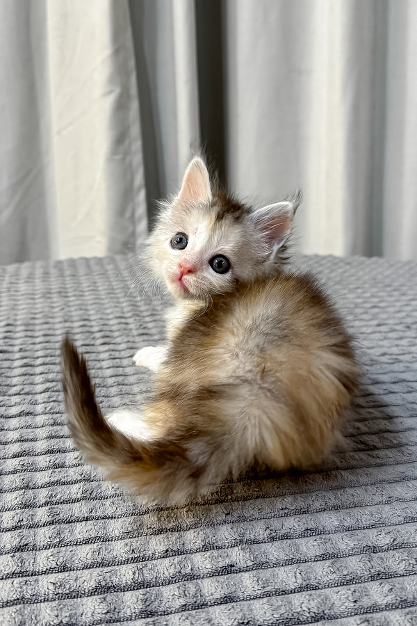 Fiona | Polydactyl Maine Coon Kitten