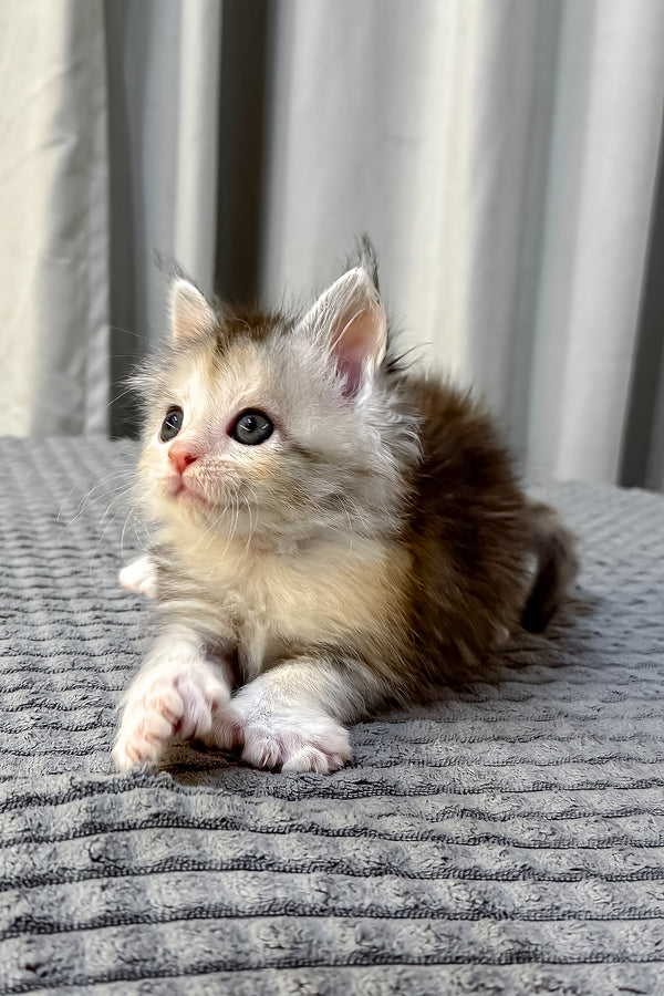 Fiona | Polydactyl Maine Coon Kitten