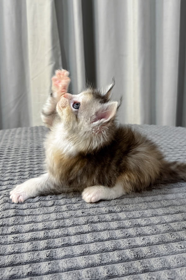 Fiona | Polydactyl Maine Coon Kitten