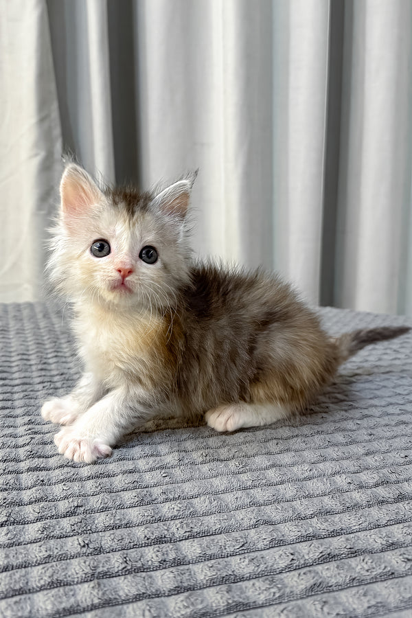 Fiona | Polydactyl Maine Coon Kitten