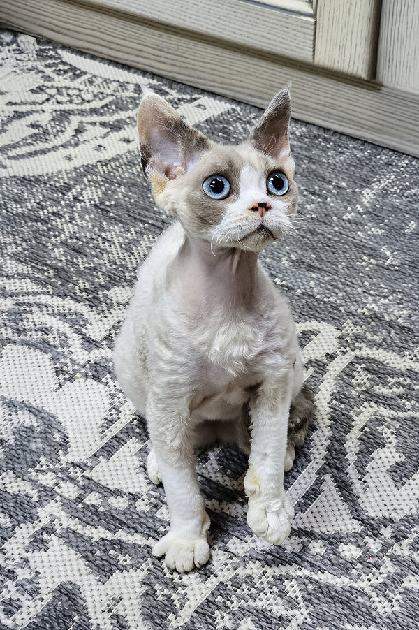 Fiona | Devon Rex Kitten
