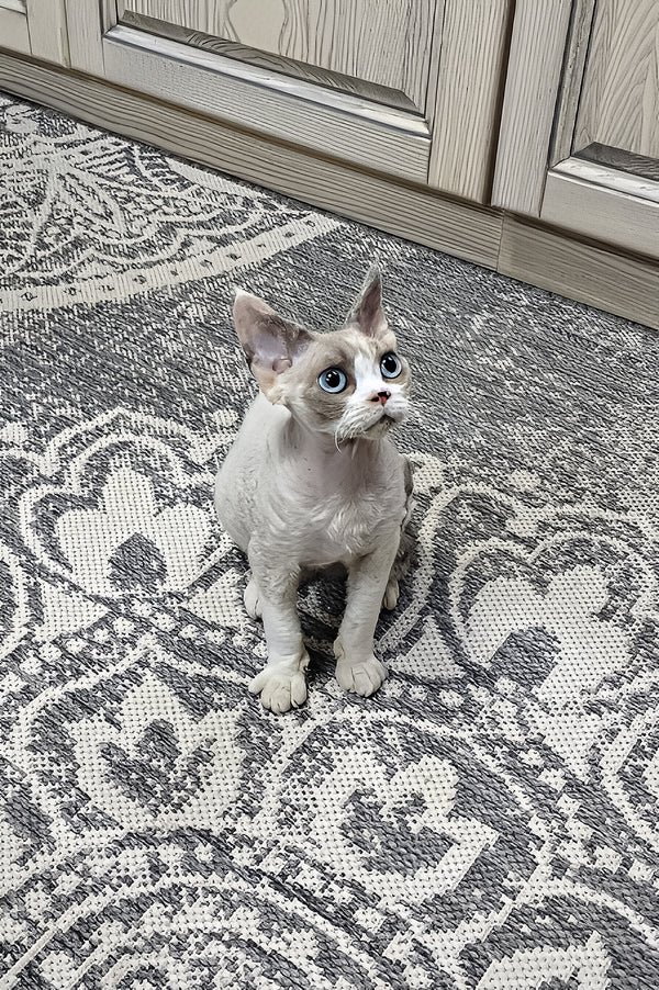 Fiona | Devon Rex Kitten