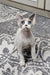 Fiona | Devon Rex Kitten