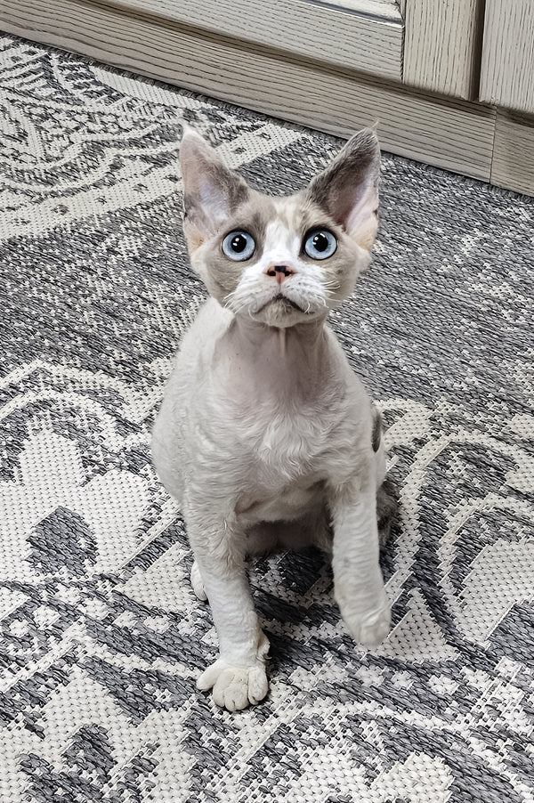 Fiona | Devon Rex Kitten