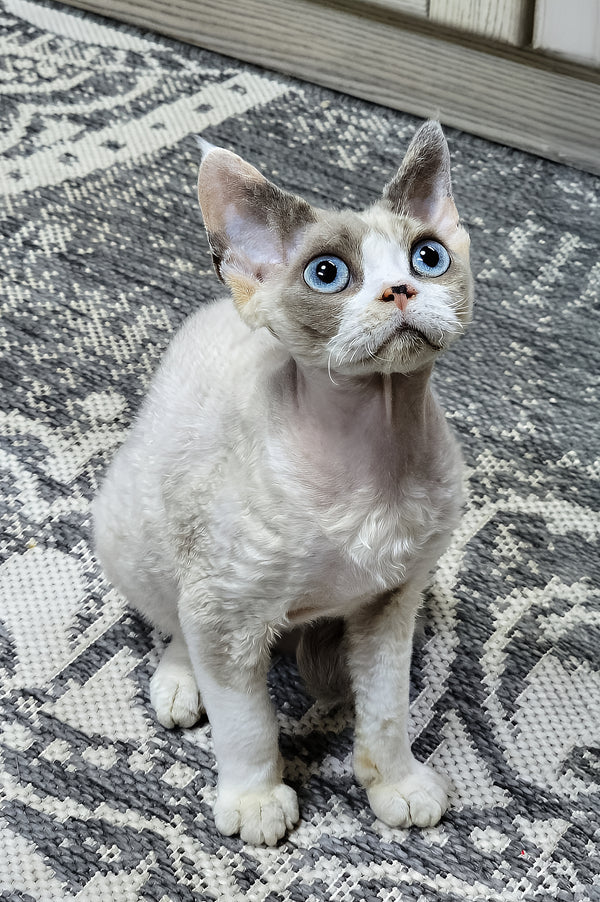 Fiona | Devon Rex Kitten