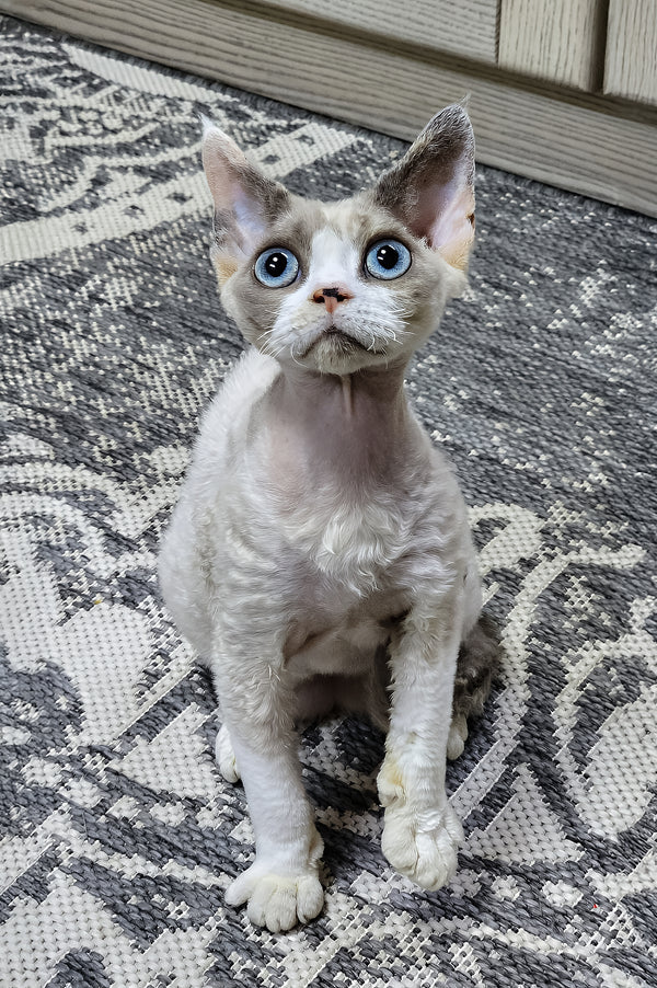 Fiona the Lovable Blue Tortoise Bicolor Point Devon Rex Kitten