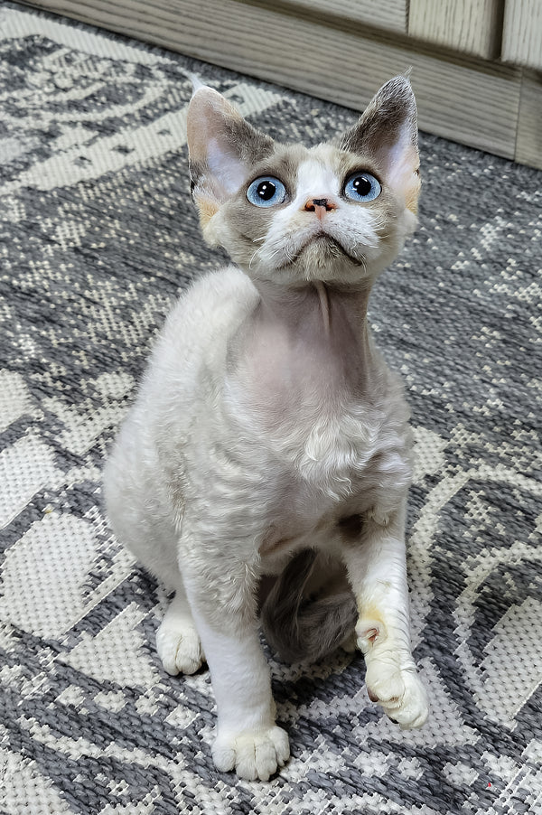 Fiona | Devon Rex Kitten