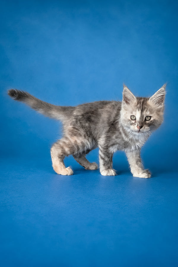 Flamingo | Maine Coon Kitten